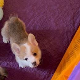 Purple Collar - Red male Pembroke Welsh Corgi puppy in Abingdon, Virginia from Em-K Kennels