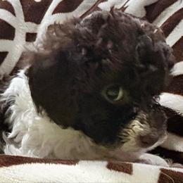 Tinkerbell - Brown female Poodle puppy in Mineral Wells, Texas from S.H.A.R.P.’s Toy Poodles