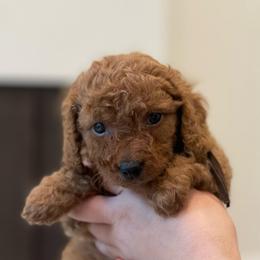 Archie - Brown Collar - Red male Cavapoo puppy in Ferndale, Washington from Cavakennels.pnw