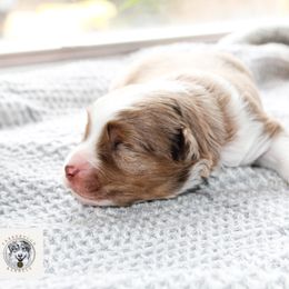Miniature Australian Shepherd Puppies from Yarborough Kennels