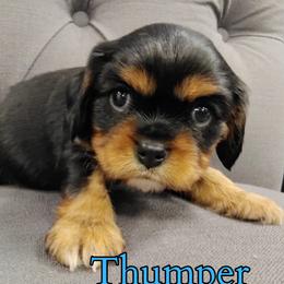 Thumper - Black and tan male Cavalier King Charles Spaniel puppy in Rockville, Maryland from Skais the Limit