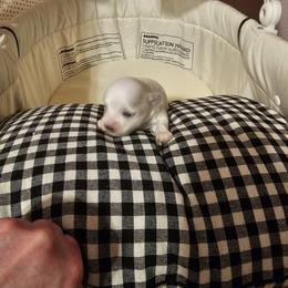 Maltese Puppies from PBJ Farms