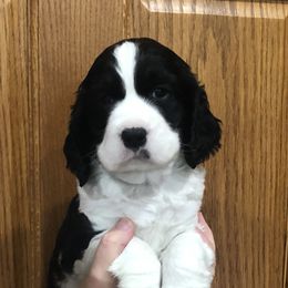 Tiger - Black and white male English Springer Spaniel puppy in Casnovia, Michigan from DESK Springer Spaniels