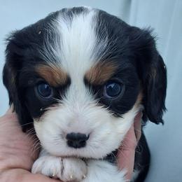 Red collar, Callee mae - Tri-color female Cavalier King Charles Spaniel puppy in Colorado Springs, Colorado from True Love Colorado Cavalier King Charles Spaniels