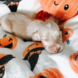 Dachshund Puppies from Mill Creek Dachshunds