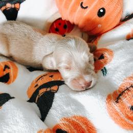 Dachshund Puppies from Mill Creek Dachshunds