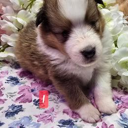 Peter - White and sable male Shetland Sheepdog puppy in Caldwell, Texas from Candyce Witte