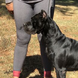Danny - Cane Corso
