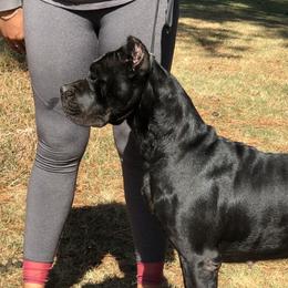 Danny - Cane Corso