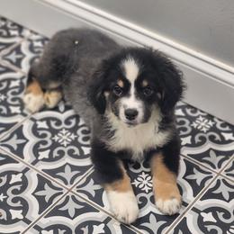 Lilly - Black tri female Miniature American Shepherd puppy in Delta, Ohio from Sunrise Miniature American Shepherds