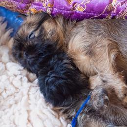 Brussels Griffon puppies from Oltann Griffons
