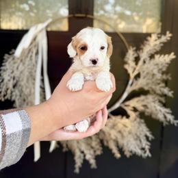 Peridot- yellow collar - Yellow and white female Bernedoodle puppy in Salt Lake County, Utah from Coco Avenue Pups