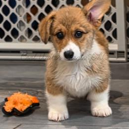 Dew - Red male Pembroke Welsh Corgi puppy in Kiowa, Colorado from Cool Water Corgis LLC