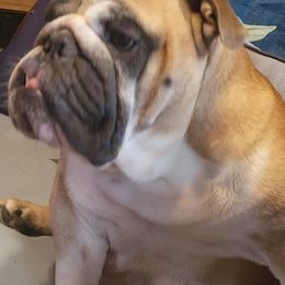 Little Red Ryder - Bulldog