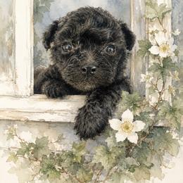 Sunnie - Silver female Poodle puppy in Hilo, Hawaii from Premium Teacup Puppy of Hawaii