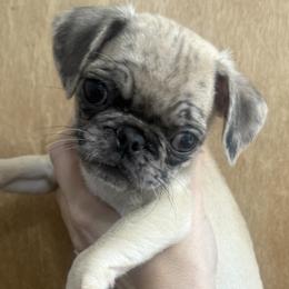 Pugs from Raini's Pugs