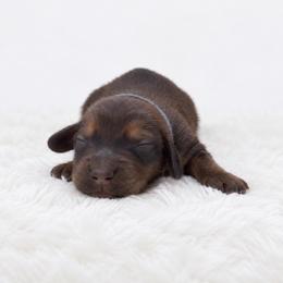 Atlas - Red male Dachshund puppy in Fredricktown, Missouri from Ivy Cream Dachshunds