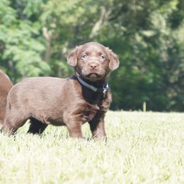 Labrador Retriever Puppies from Dry Pond Retrievers, LLC