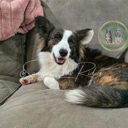 Cardigan Welsh Corgi puppies from Savages Low riders