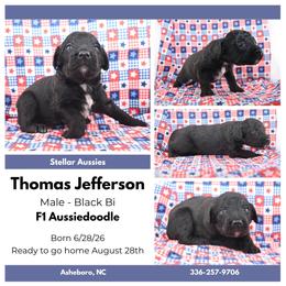 Thomas Jefferson - Black and white male Aussiedoodle puppy in Asheboro, North Carolina from Stellar Aussies