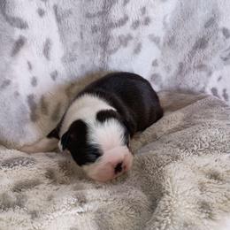 Cooper - Brindle Boy white strip - Black brindle and white male Boston Terrier puppy in Hamilton, Montana from Reds Studio