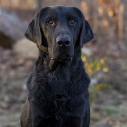 Maxx - Labrador Retriever