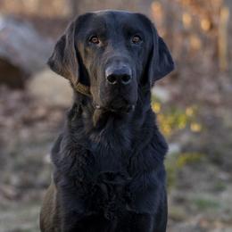 Maxx - Labrador Retriever