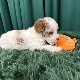 Poodle Puppies from Carman's Miniature Poodles