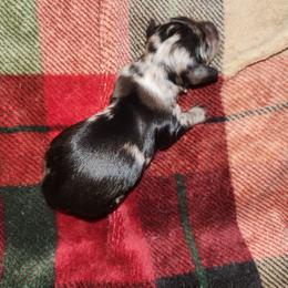 Glitz - Dapple male Dachshund puppy in Tucson, Arizona from Crowned Doxies