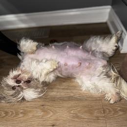 Shih Tzu and Yorkshire Terrier All Grown Up from Empire Yorkies