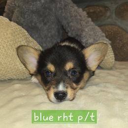 Boy 5 blue collar - Black and tan male Pembroke Welsh Corgi puppy in Necedah, Wisconsin from The 6Ks Paws and Hobbies