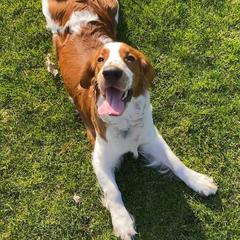 Welsh Springer Spaniel Puppies from Statesman Welsh Springer Spaniels