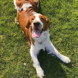 Welsh Springer Spaniel Puppies from Statesman Welsh Springer Spaniels