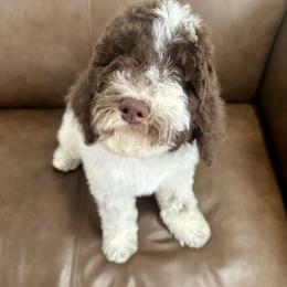 Bernedoodle Puppies from Dulcito Bernedoodles