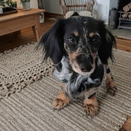 Ava - Dachshund