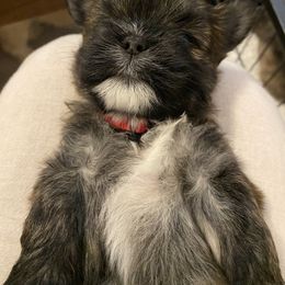 Lhasa Apso Puppies from Lhasa Apso Doggy Stylez Fl