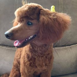 Poodles from Half-Acre Poodles