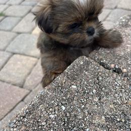 Shih Tzu Puppies from Staci Fidler