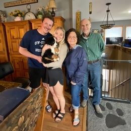 Bernese Mountain Dog Puppies from Lonesome Pine Farm