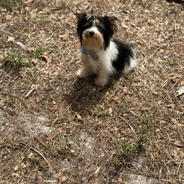 Yorkshire Terrier puppies from Moon Ranch Puppies