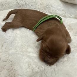 Cooper - Ruby male Cavalier King Charles Spaniel puppy in Ocala, Florida from Ray of Sunshine Spaniels LLC