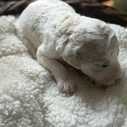 Yukon - Parti male Poodle puppy in Randallstown, Maryland from Parson Standards