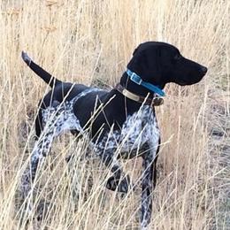 German Shorthaired Pointer puppies from DragonPoint Gun Dogs