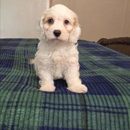 Logan - Buff and white male Cockapoo puppy in Copan, Oklahoma from Tatums cavapoos