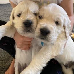 Golden Retriever Puppies from Fortunes Golden Retriever