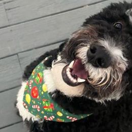 Willow - Tri-color Bernedoodle puppy in Knoxville, Tennessee from Bright Side Doodles