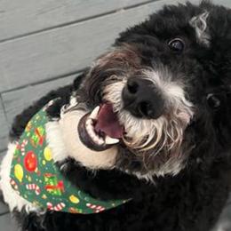 Willow - Tri-color Bernedoodle puppy in Knoxville, Tennessee from Bright Side Doodles