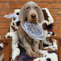 Weimaraner Puppies from LAAT Weims