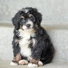 Miles - Tri-color male Bernedoodle puppy in Dundee, Ohio from Down Home Doodle