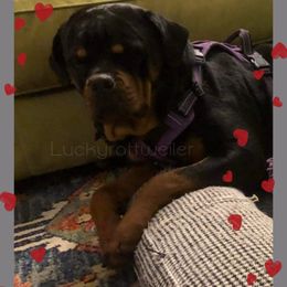 Rottweiler All Grown Up from Luckyrottweiler Kennels